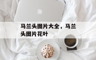 马兰头图片大全，马兰头图片花叶