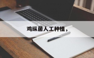 鸡纵菌人工种植，