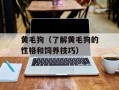 黄毛狗（了解黄毛狗的性格和饲养技巧）