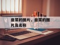 韭菜的图片，韭菜的图片及名称