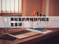 黄鲶鱼的养殖技巧和注意事项