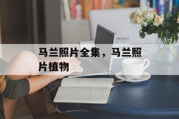马兰照片全集，马兰照片植物-第1张图片-