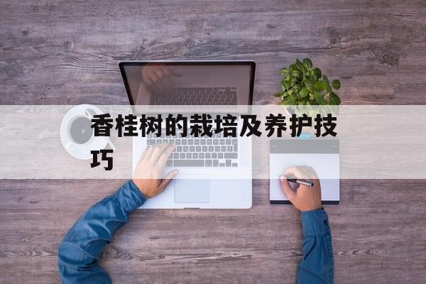 香桂树的栽培及养护技巧-第1张图片-