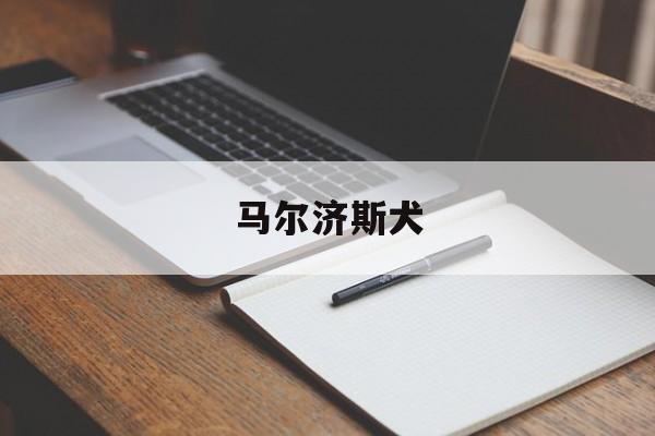 马尔济斯犬-第1张图片-