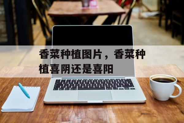 香菜种植图片，香菜种植喜阴还是喜阳-第1张图片-